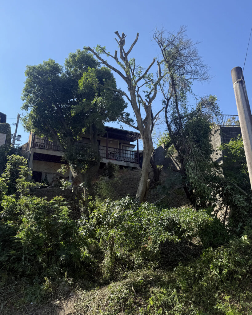 福岡市南区で強剪定を行ったクロガネモチの施工後